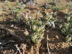 صورة Hebenstretia neglecta H. Roessler