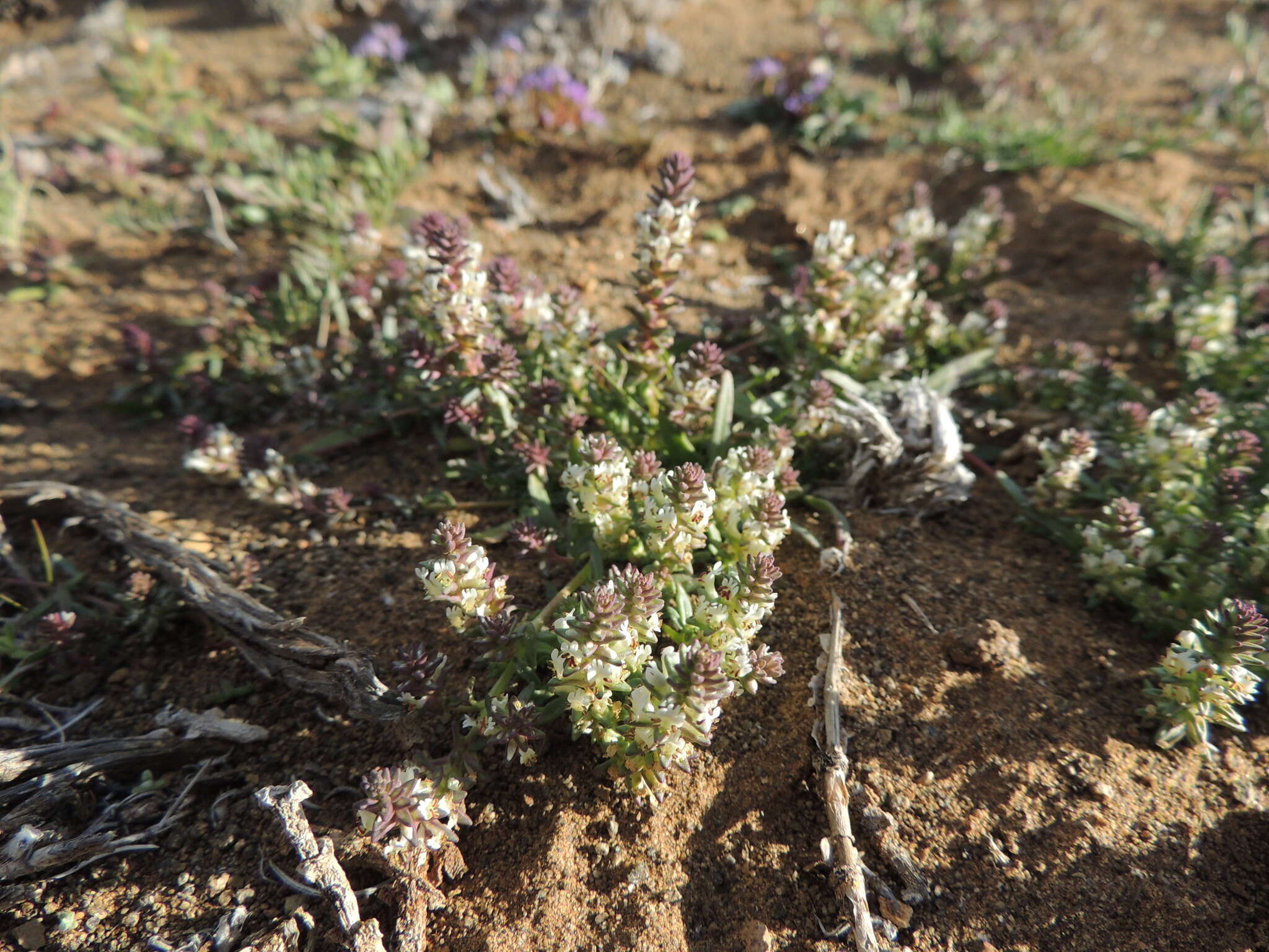 صورة Hebenstretia neglecta H. Roessler