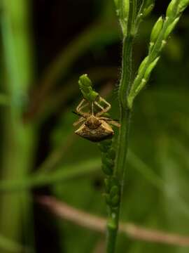 Image of Moromorpha