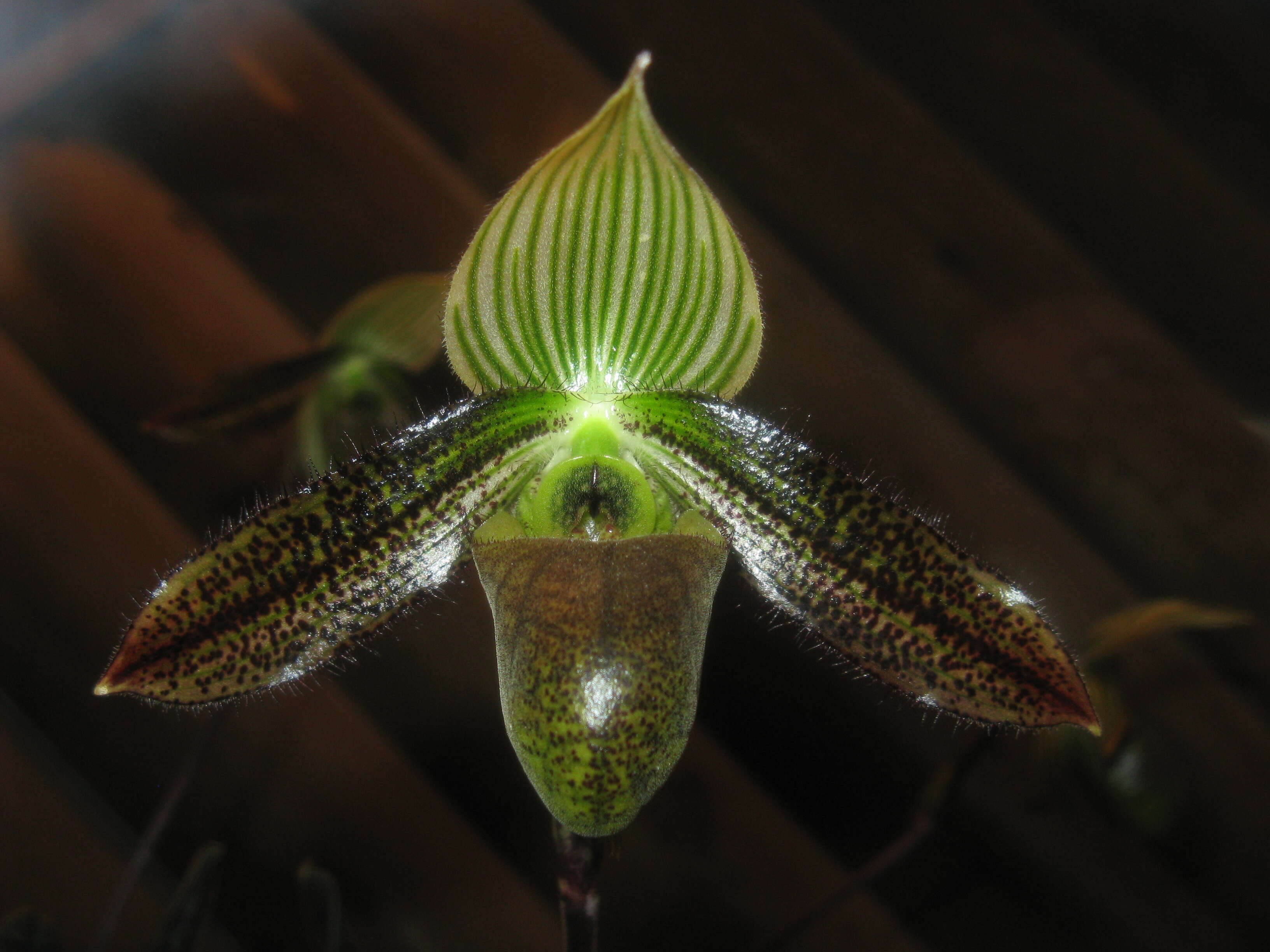 Image de Paphiopedilum wardii Summerh.