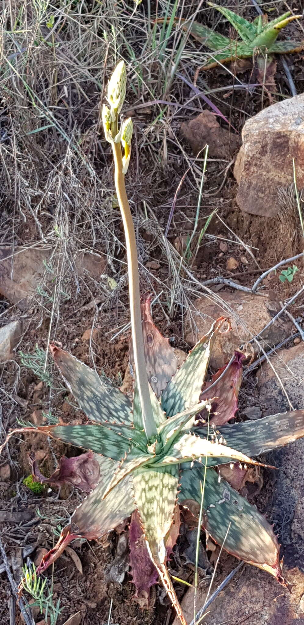 Image of Aloe greatheadii Schönland