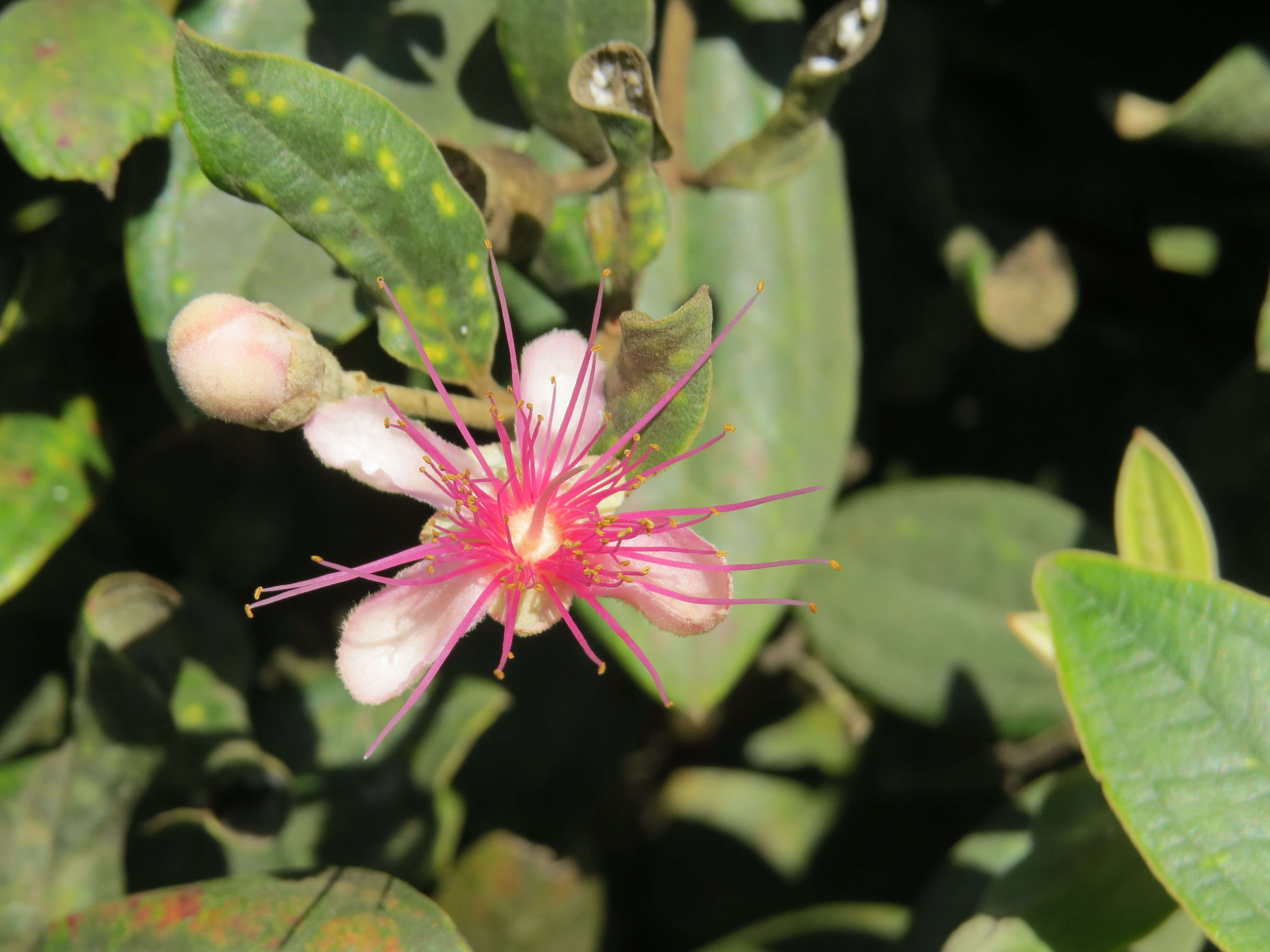 Sivun Rhodomyrtus tomentosa (Aiton) Hassk. kuva