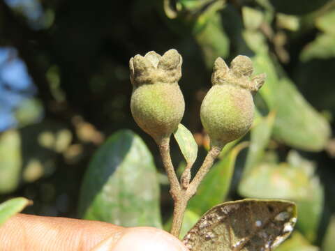 Imagem de Rhodomyrtus tomentosa (Aiton) Hassk.