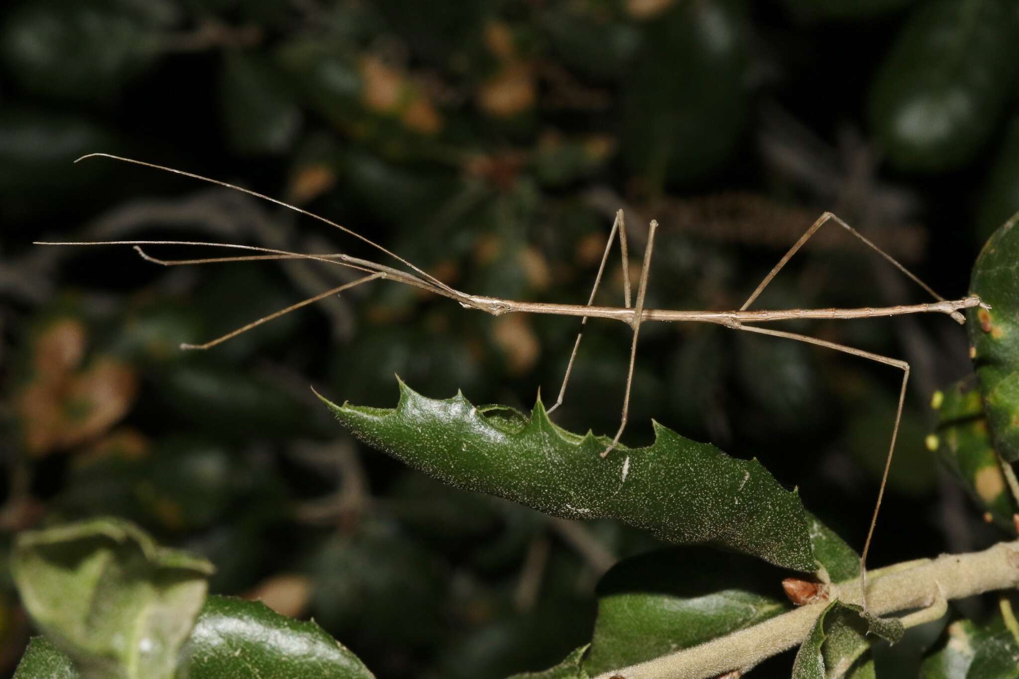 Image of Pseudosermyle straminea (Scudder & S. H. 1900)