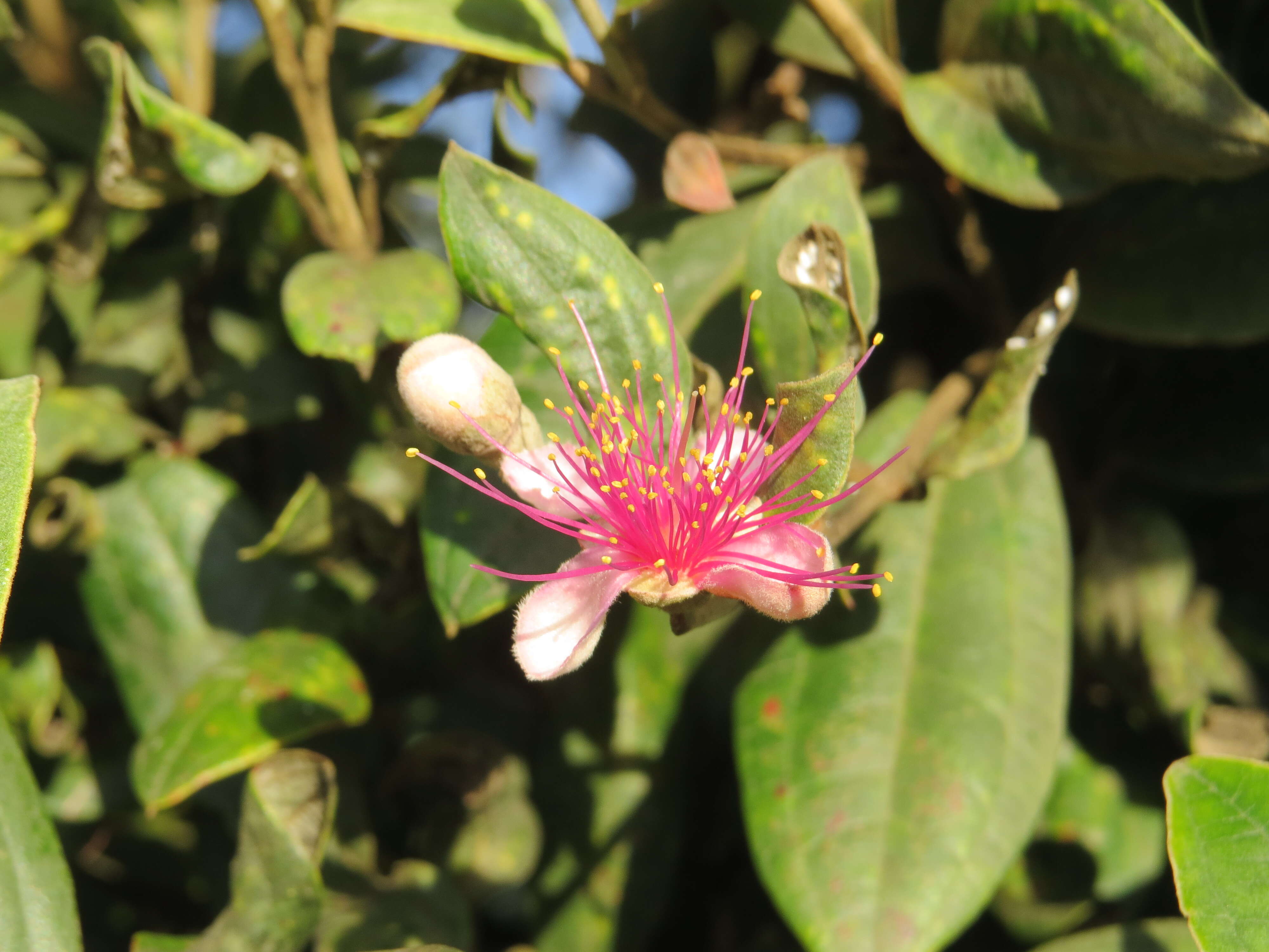 Sivun Rhodomyrtus tomentosa (Aiton) Hassk. kuva