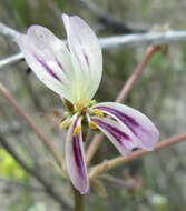 Image of Pelargonium triste (L.) L'Her.