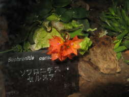 Image of Cattleya cernua (Lindl.) Van den Berg