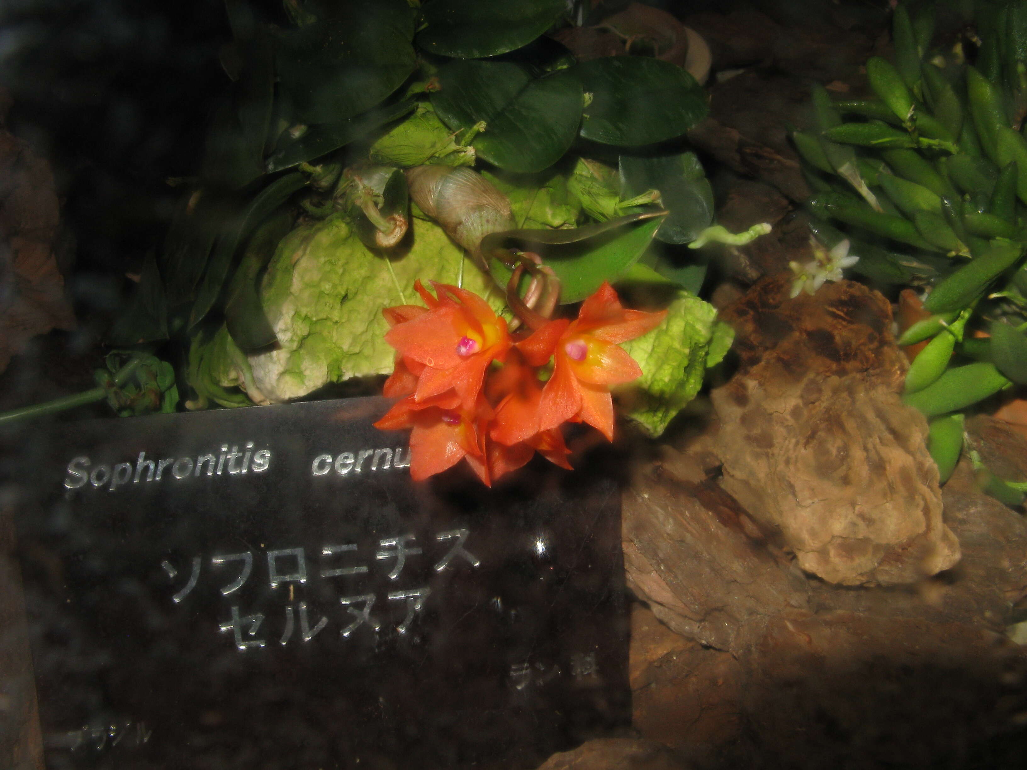 Image of Cattleya cernua (Lindl.) Van den Berg