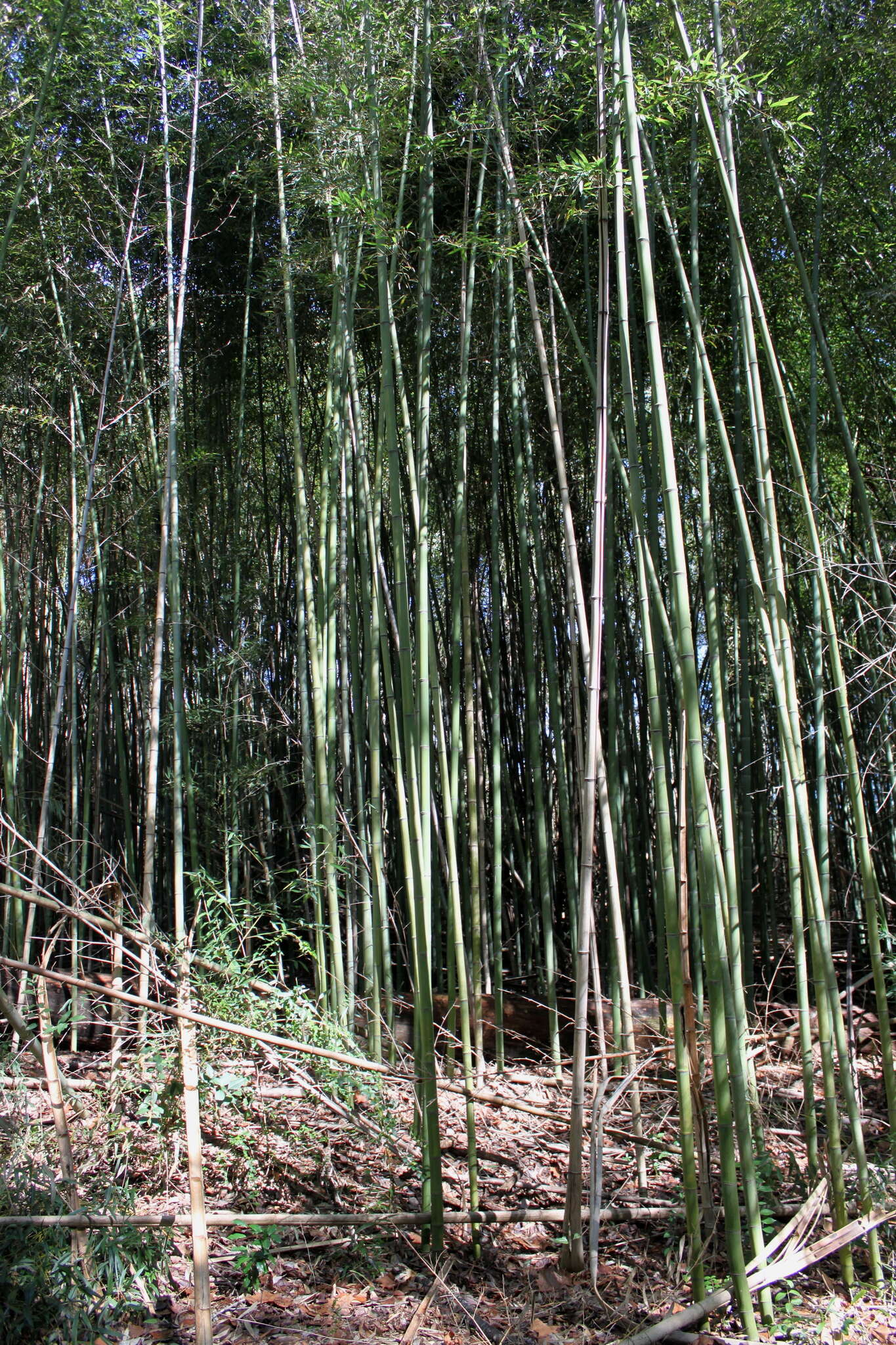 Image of yellow grove bamboo