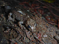 Image of California Giant Salamander