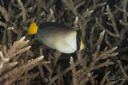 Image of Red Sea Butterflyfish