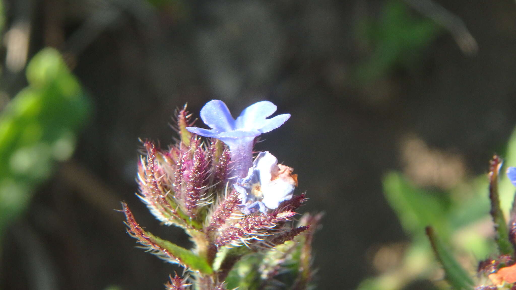 Lycopsis arvensis subsp. orientalis (L.) Kuzn. resmi