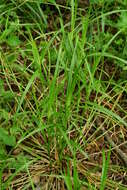 Image de Carex maackii Maxim.