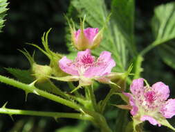 Image of Mysore raspberry