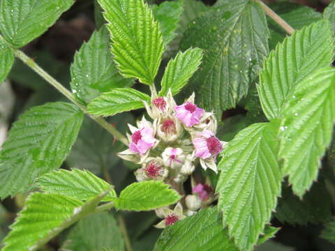 Image of Mysore raspberry