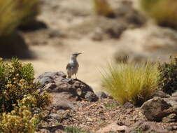 Image of Puna Miner