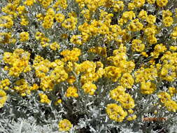 Image de Helichrysum trilineatum DC.