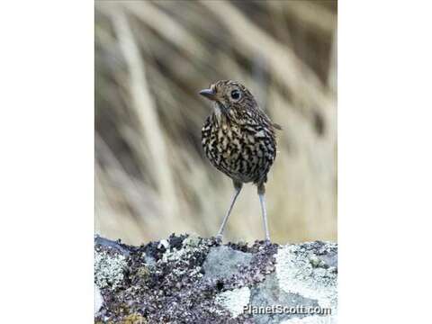 Image of Stripe-headed Antpitta