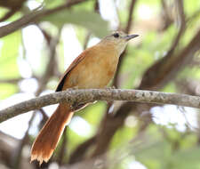 Image of White-lored Spinetail