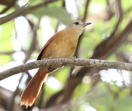 Image of White-lored Spinetail