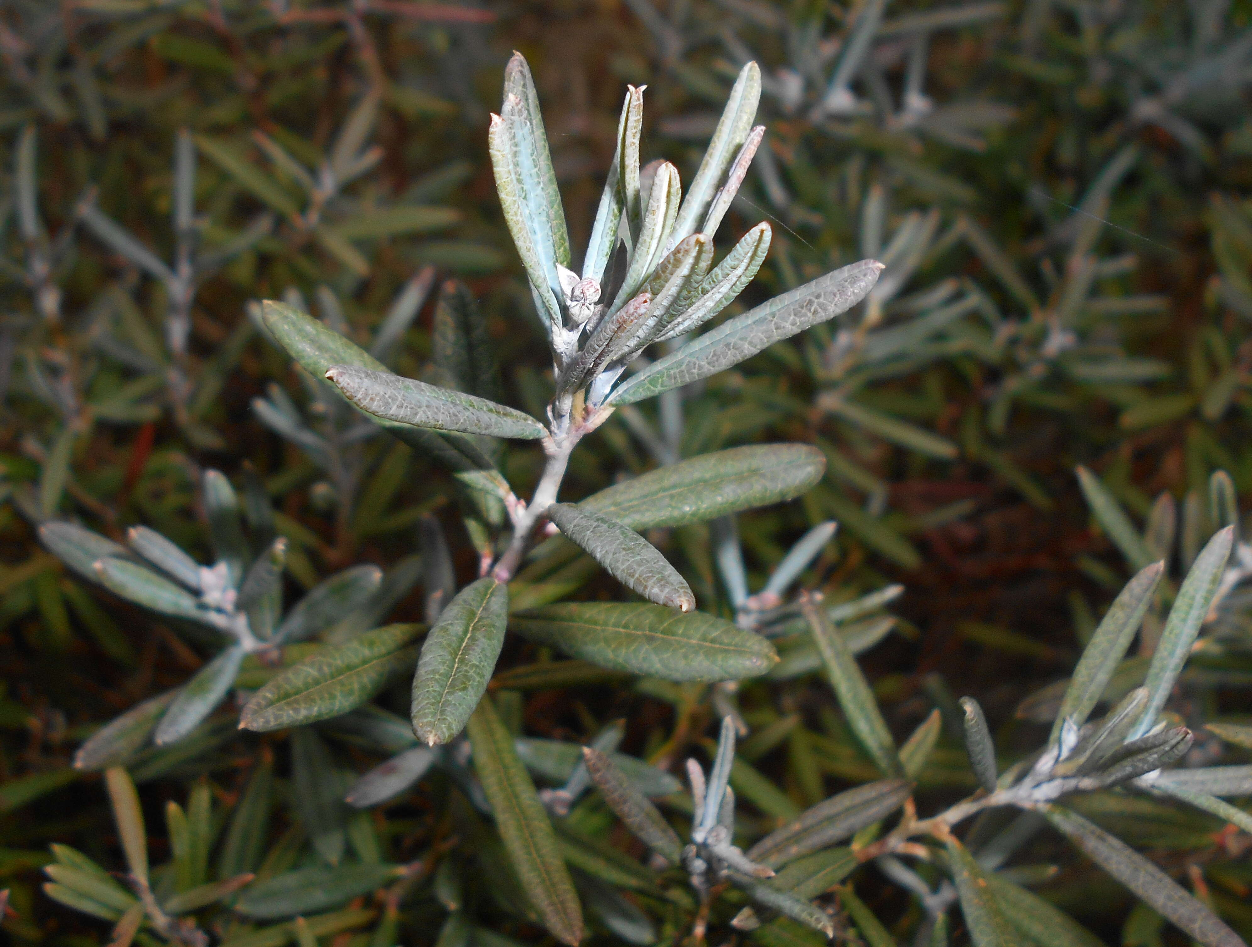 Image of bog rosemary