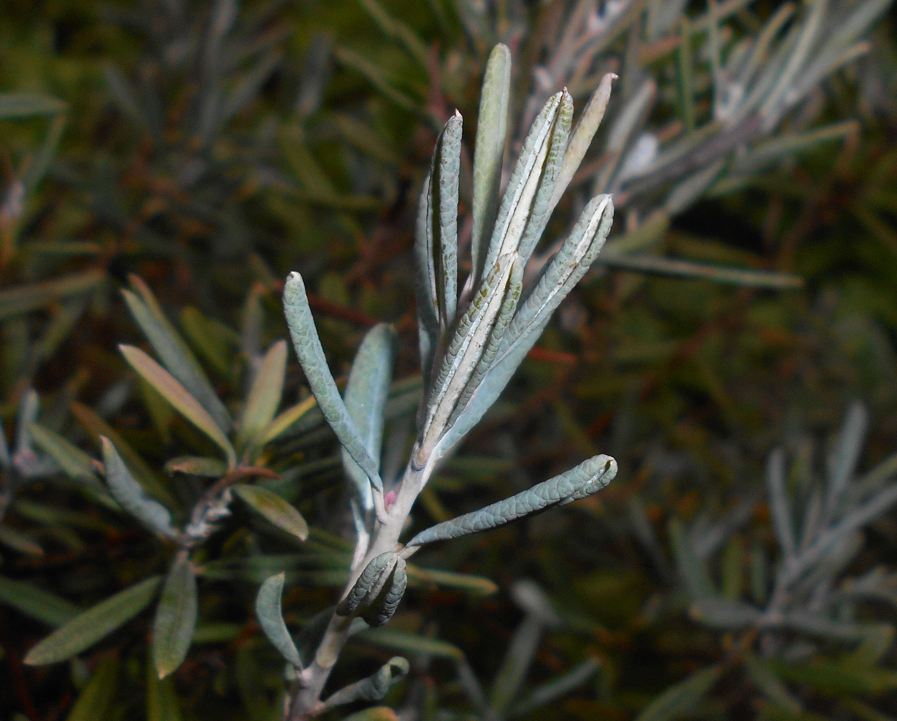 Image of bog rosemary