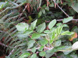 Image of Mysore raspberry