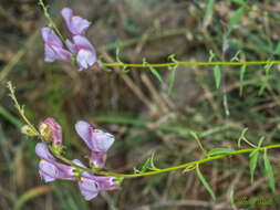 Image of Antirrhinum controversum Pau