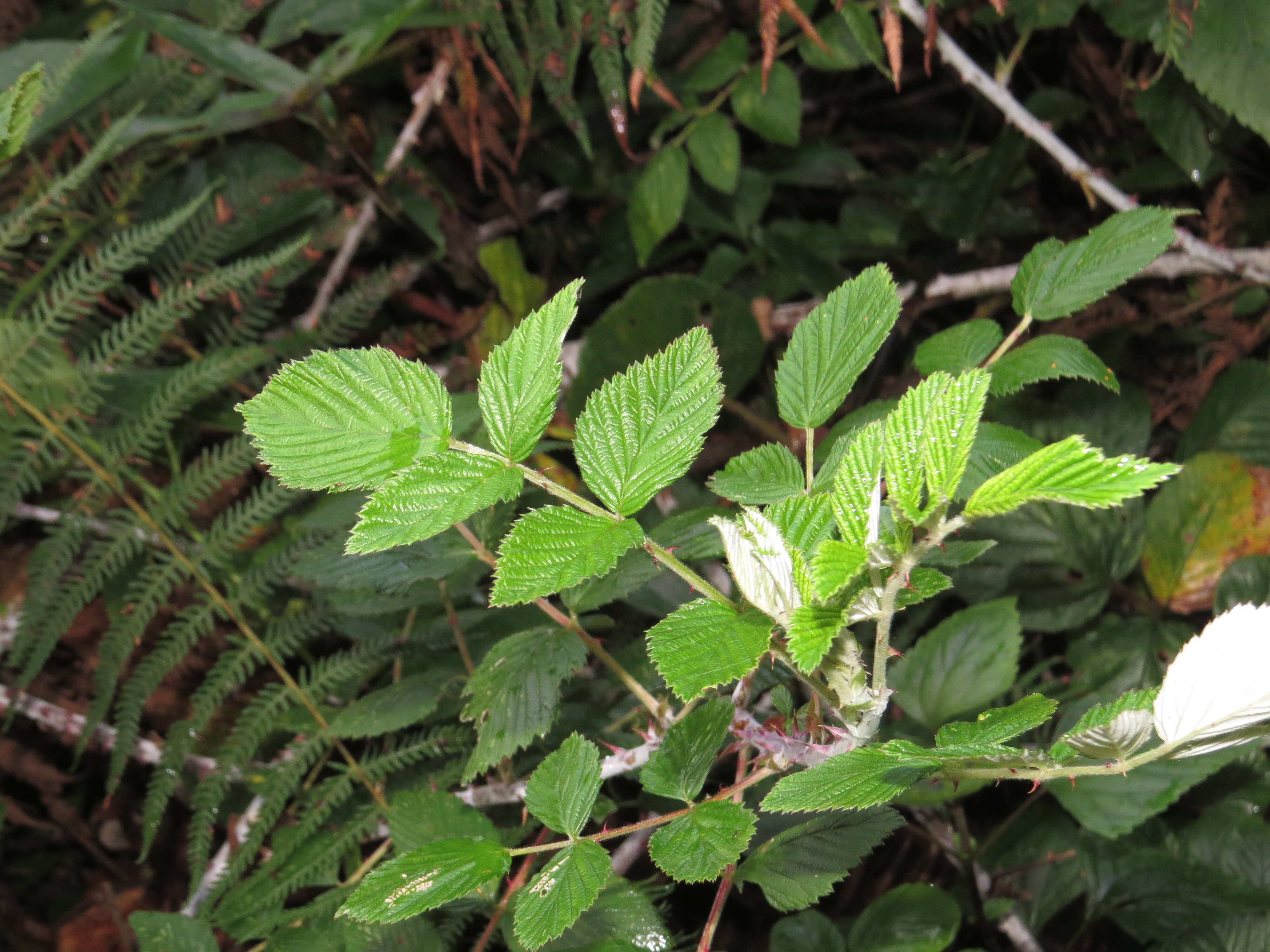 Image of Mysore raspberry