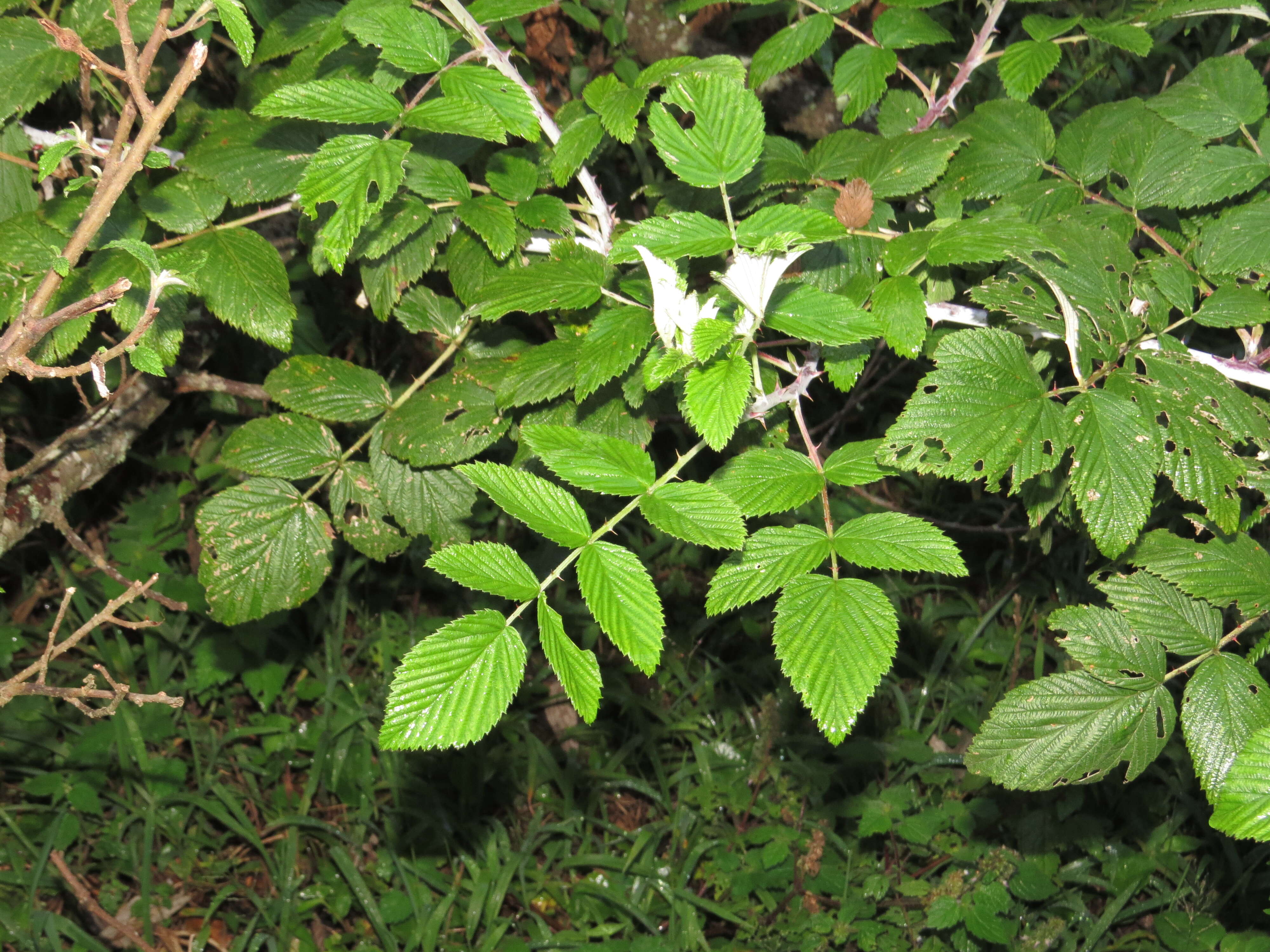 Image of Mysore raspberry