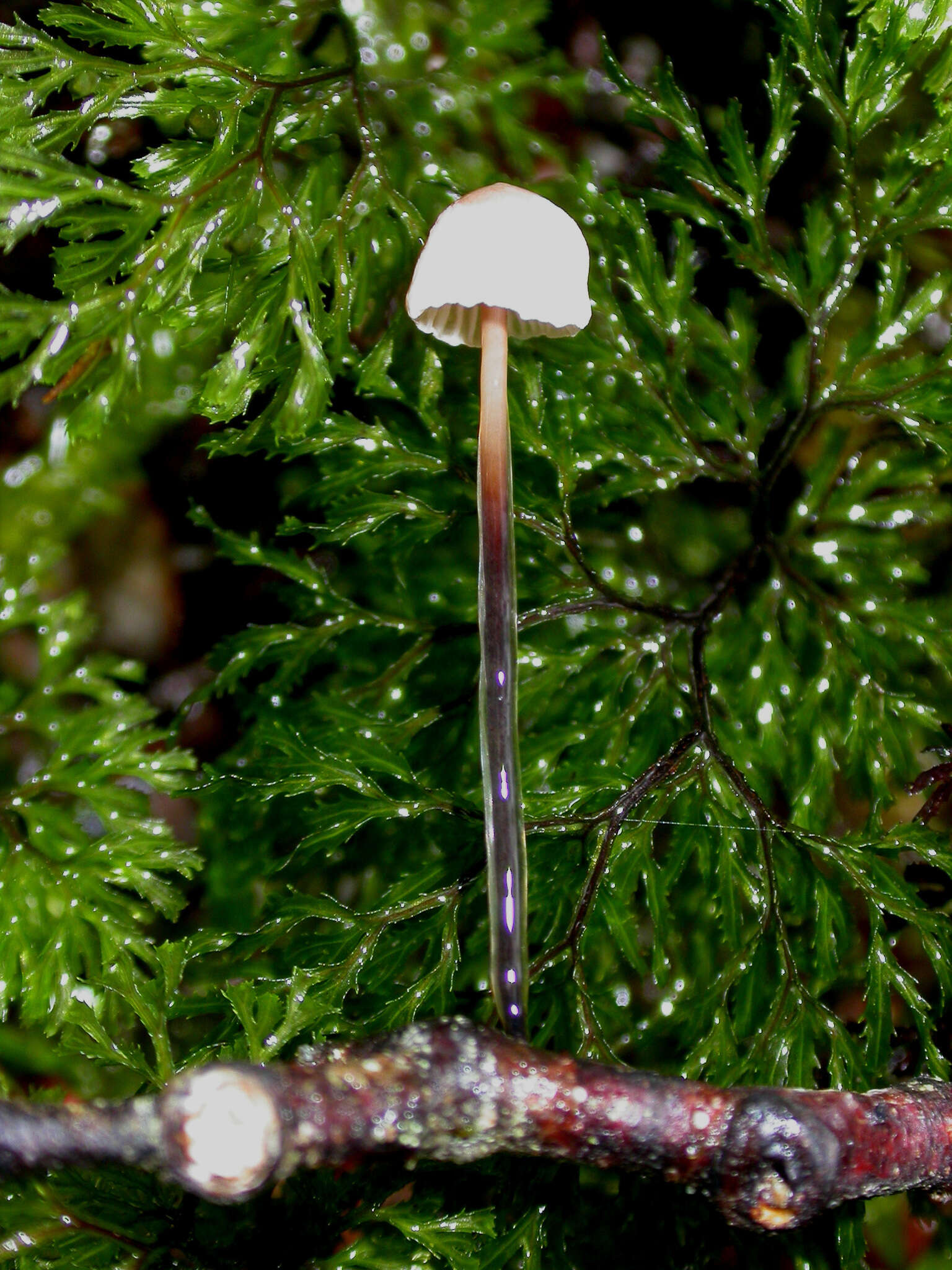 Image of Marasmius gelatinosipes Desjardin & E. Horak 1997