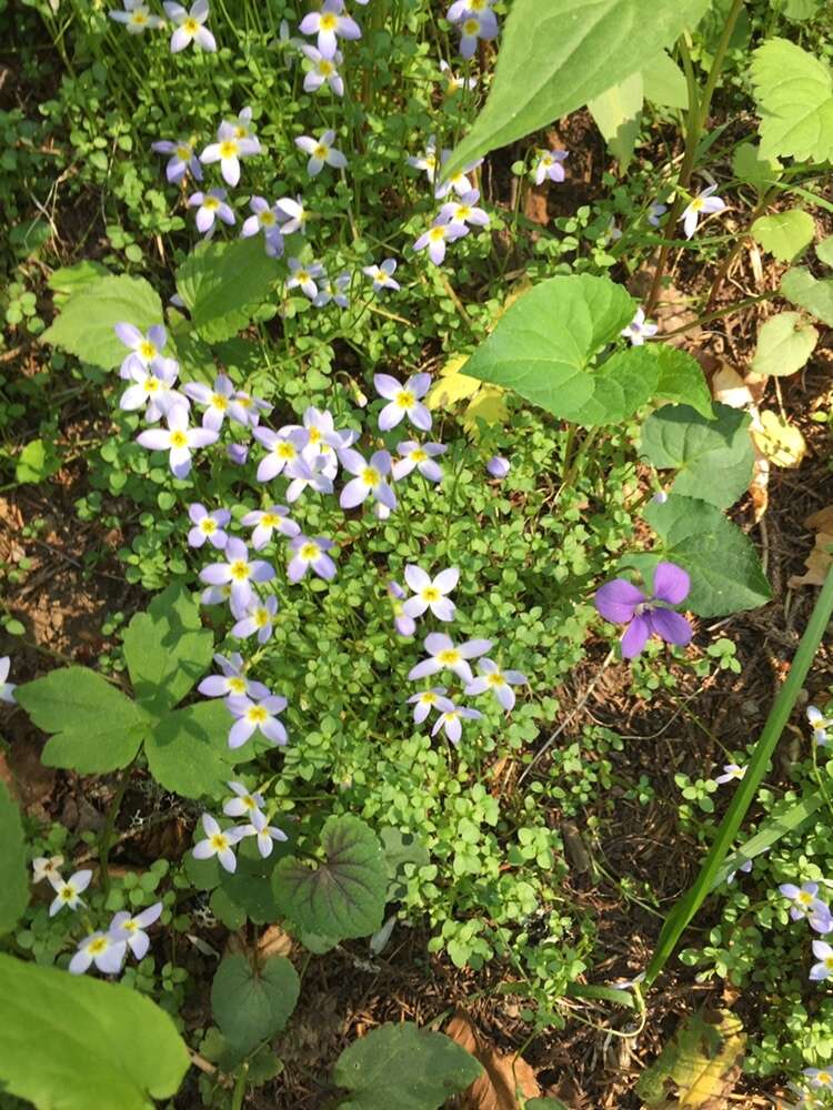 Image of thymeleaf bluet