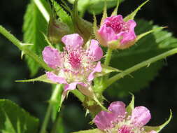 Image de Rubus niveus Thunb.