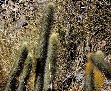 Image of Cleistocactus hyalacanthus (K. Schum.) Rol.-Goss.