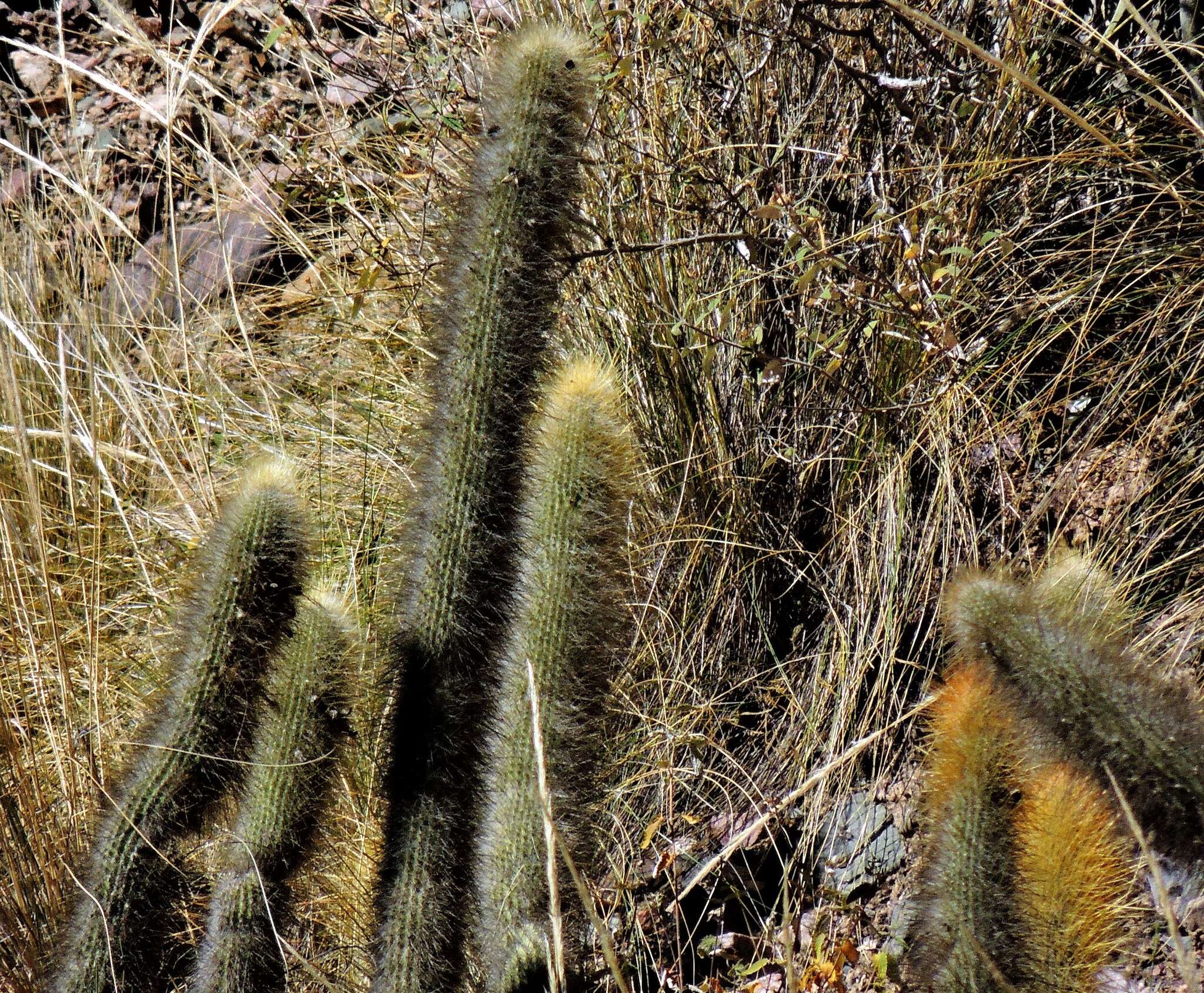 Imagem de Cleistocactus hyalacanthus (K. Schum.) Rol.-Goss.