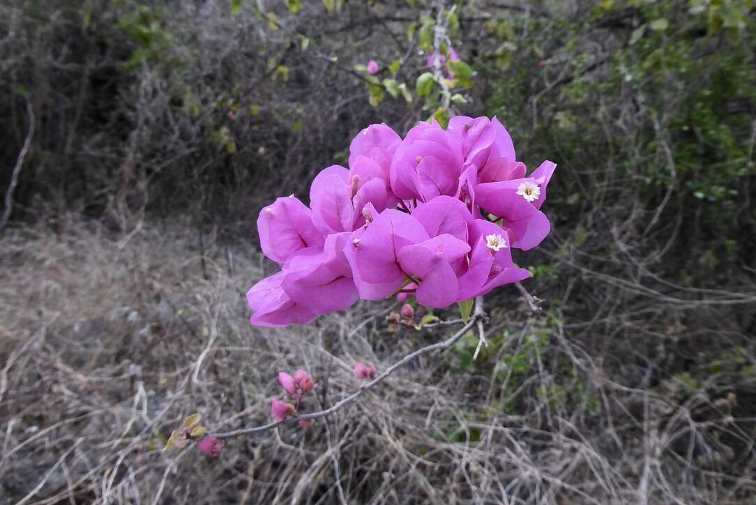 Bougainvillea peruviana Humb. & Bonpl. resmi