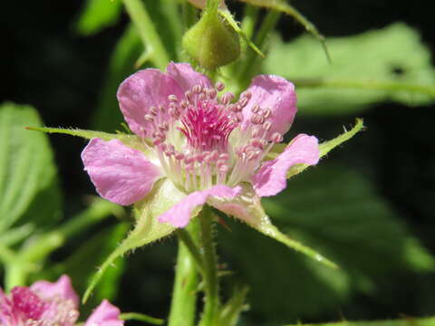 Image de Rubus niveus Thunb.