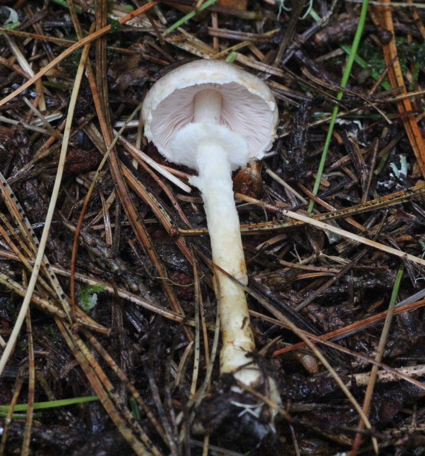 Image of Rosy Wood Mushroom