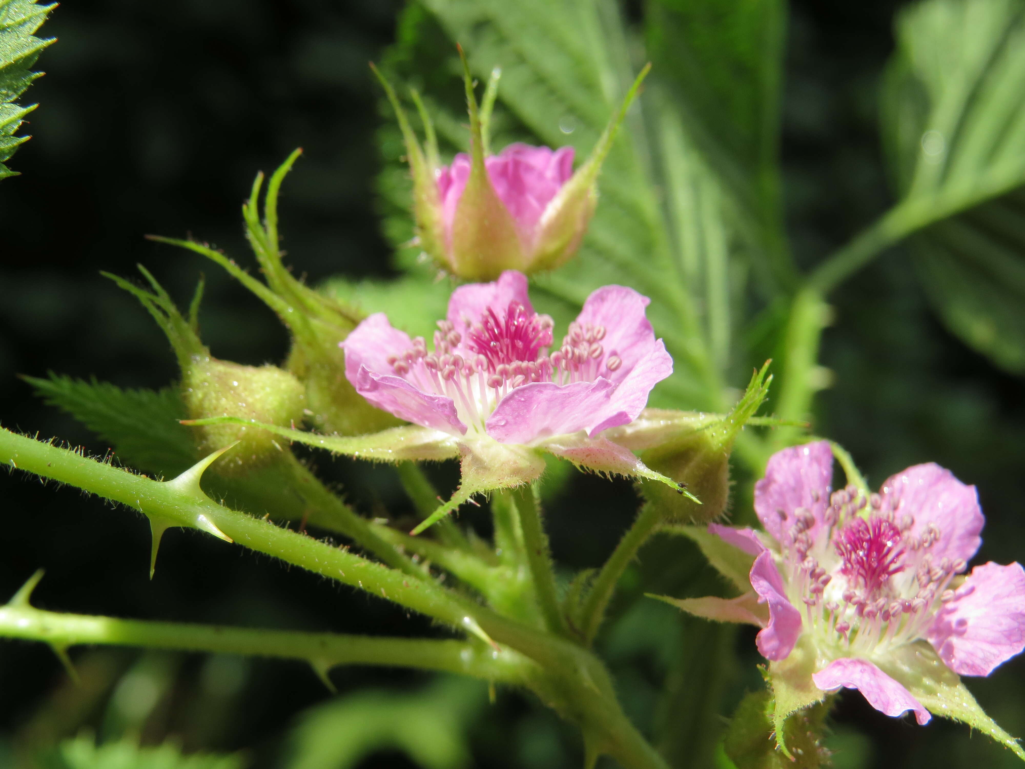 Image of Mysore raspberry