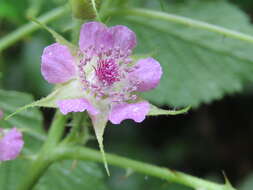 Image of Mysore raspberry