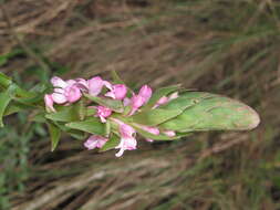 Image of Satyrium nepalense D. Don