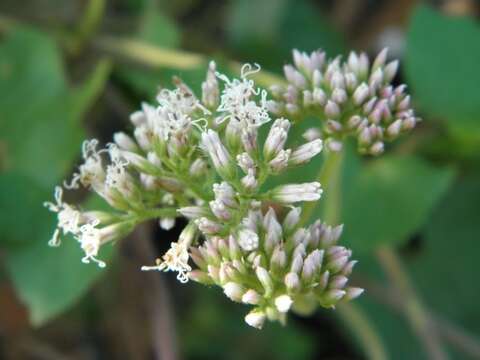 Image de Mikania scandens (L.) Willd.