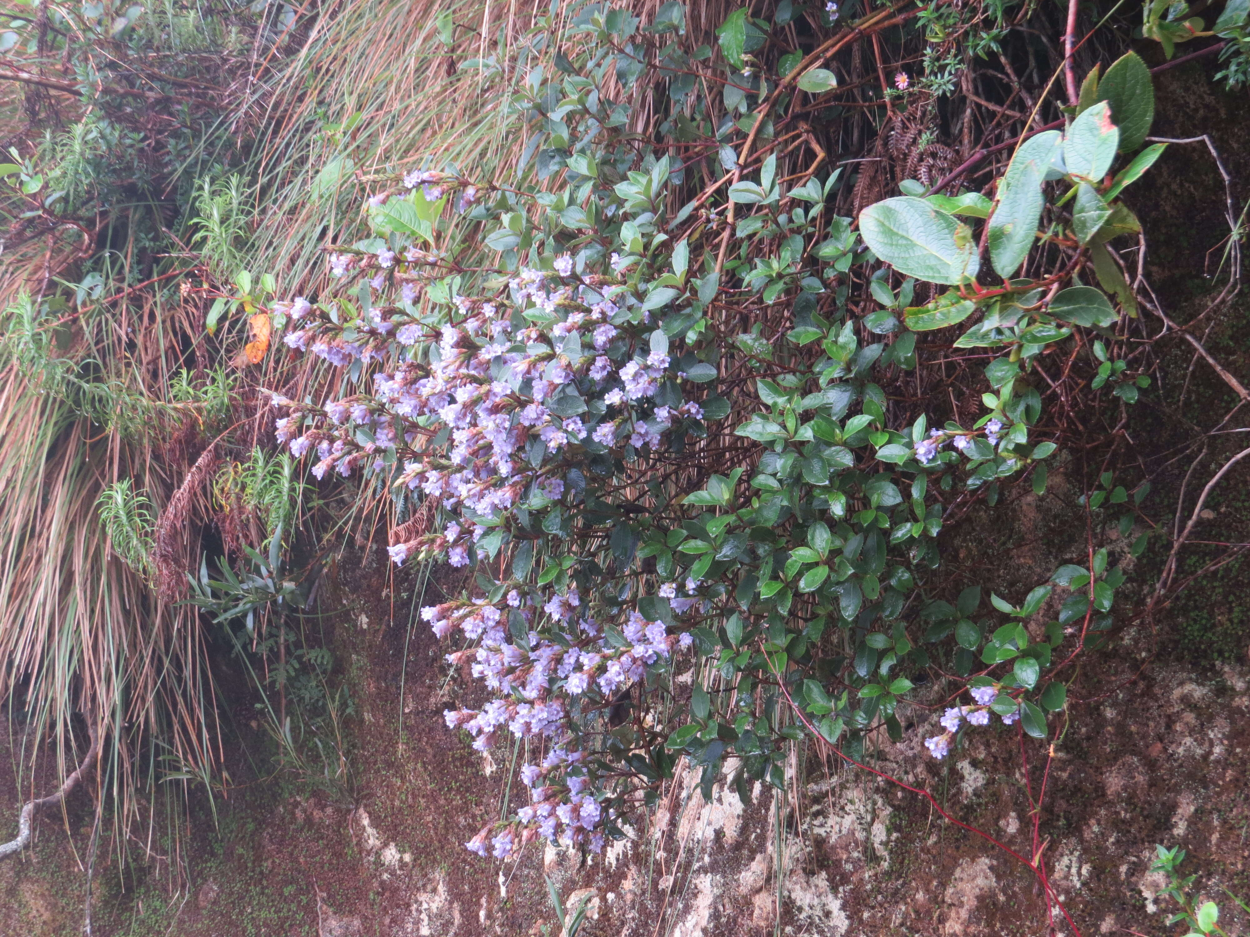 Image of Strobilanthes kunthiana