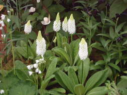 Image of Primula vialii Delavay ex Franch.
