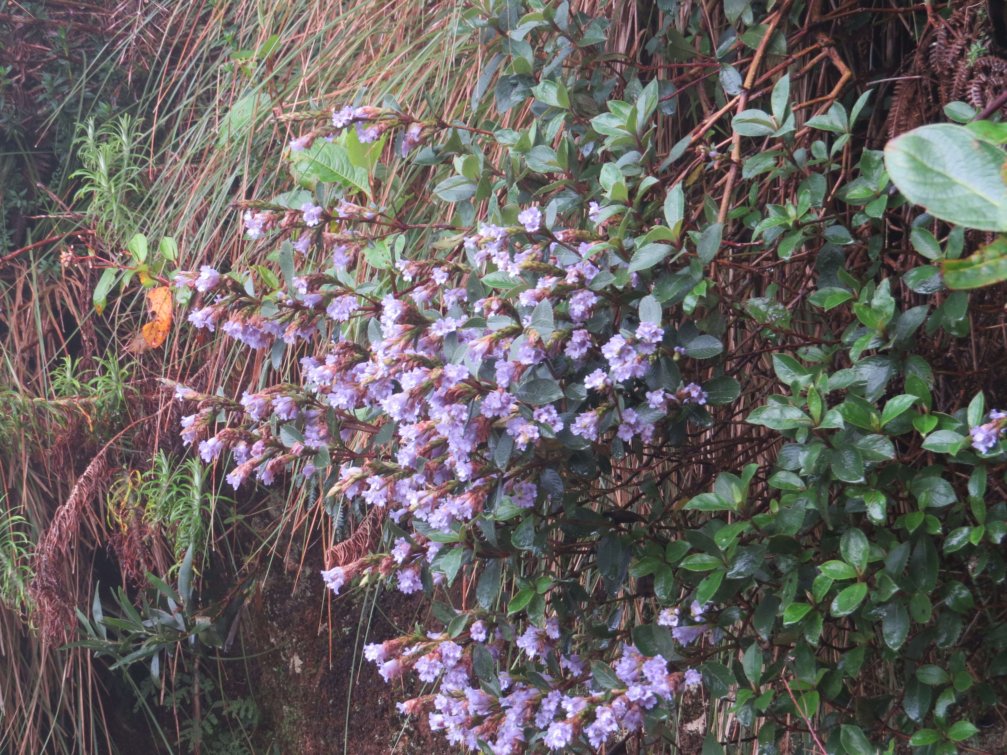 Image of Strobilanthes kunthiana