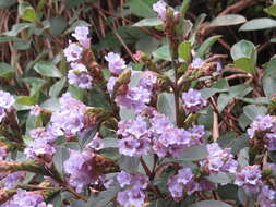 Image of Strobilanthes kunthiana