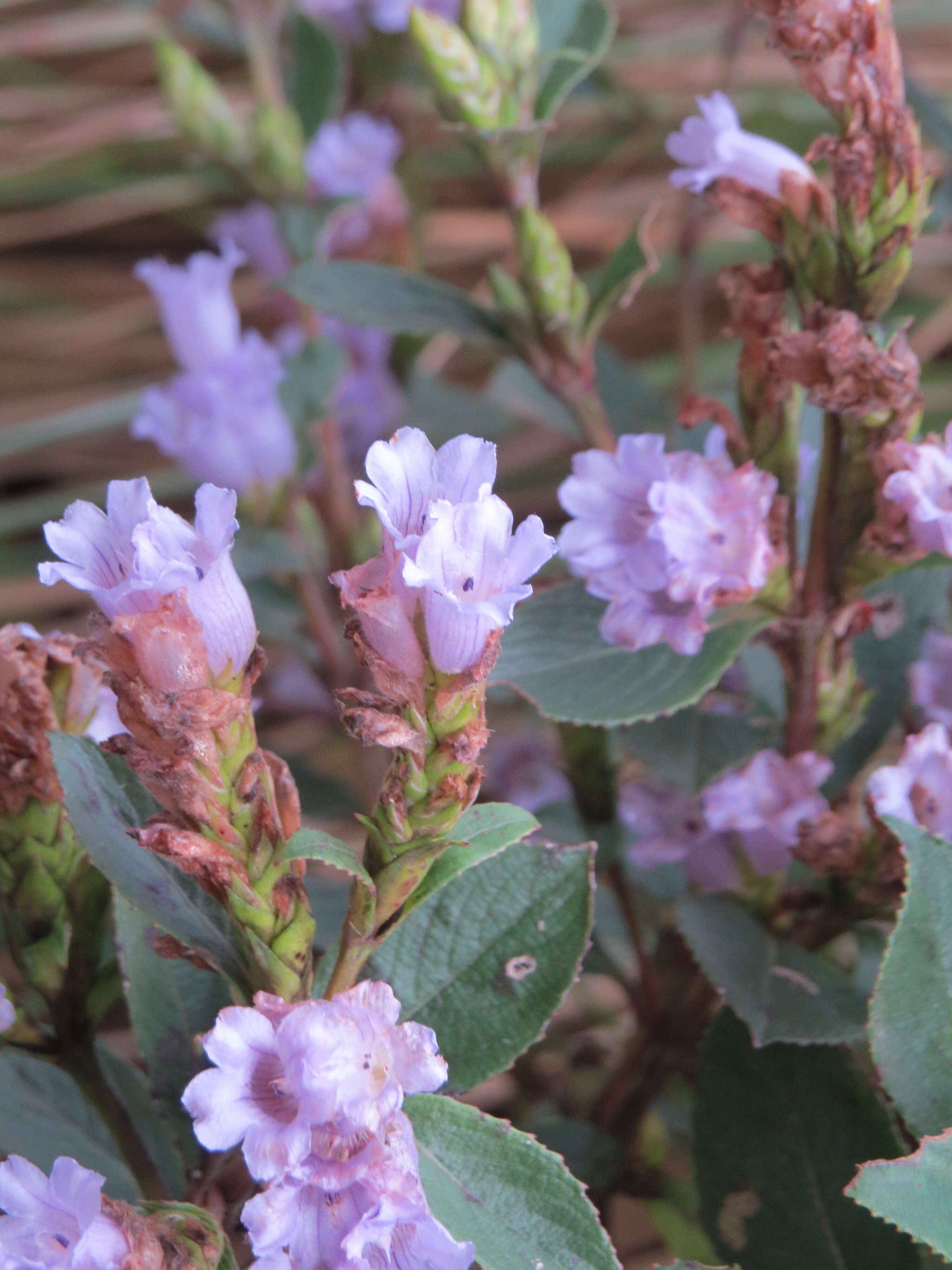 Image of Strobilanthes kunthiana