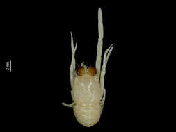 Image of Torbenella calvata (Macpherson 2006)