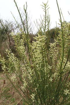 Image de Leptomeria drupacea (Labill.) Druce