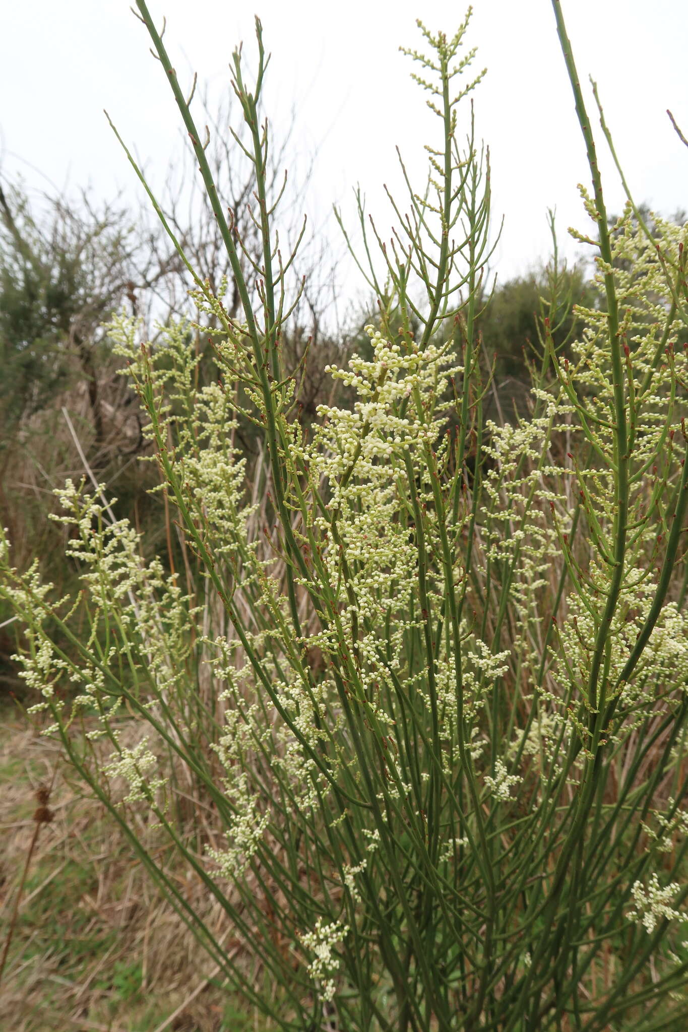 Image de Leptomeria drupacea (Labill.) Druce